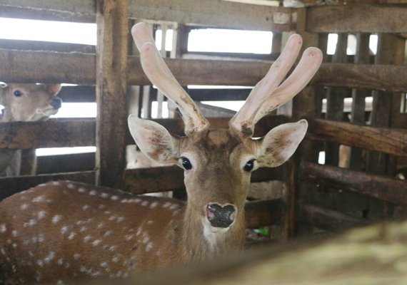 Thực hư về công dụng chữa bệnh của nhung hươu