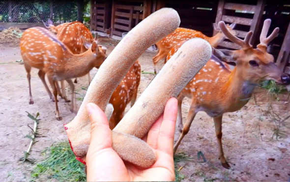 Nhung hươu có tác dụng gì cho sức khỏe