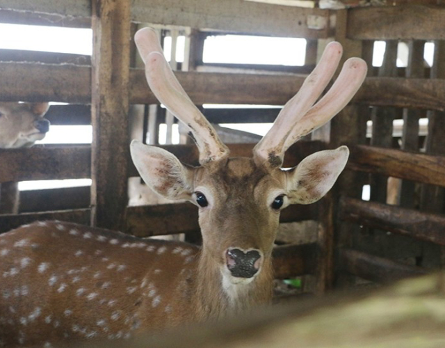 Thực hư về công dụng chữa bệnh của nhung hươu