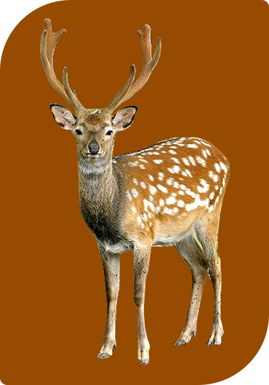 NHUNG HƯƠU HƯƠNG SƠN